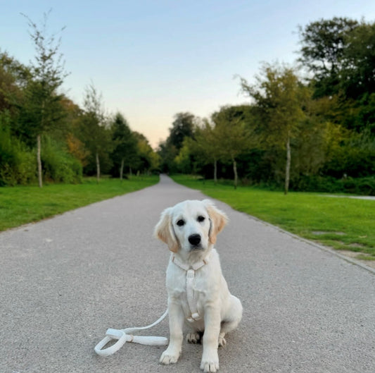 Cream Cashmere Dog Collar Set