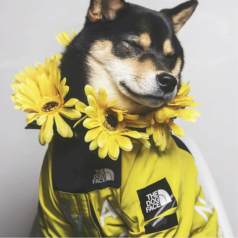 The Dog Face Jacket