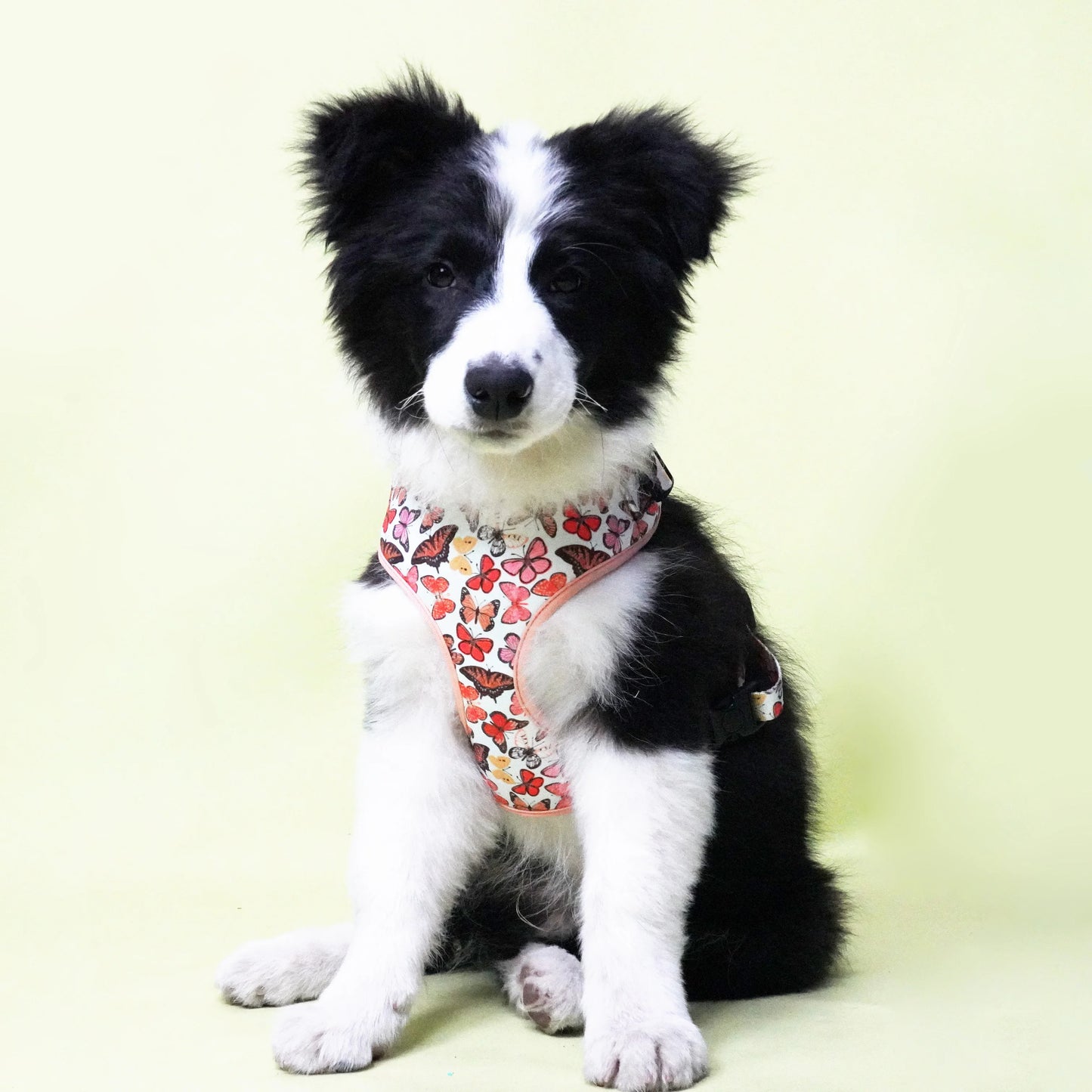 Butterfly Dog Harness Set
