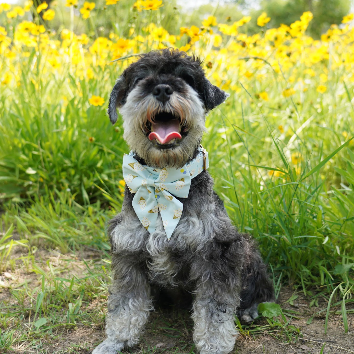 Hundreds And Thousands Ice Cream Dog Collar And Bow