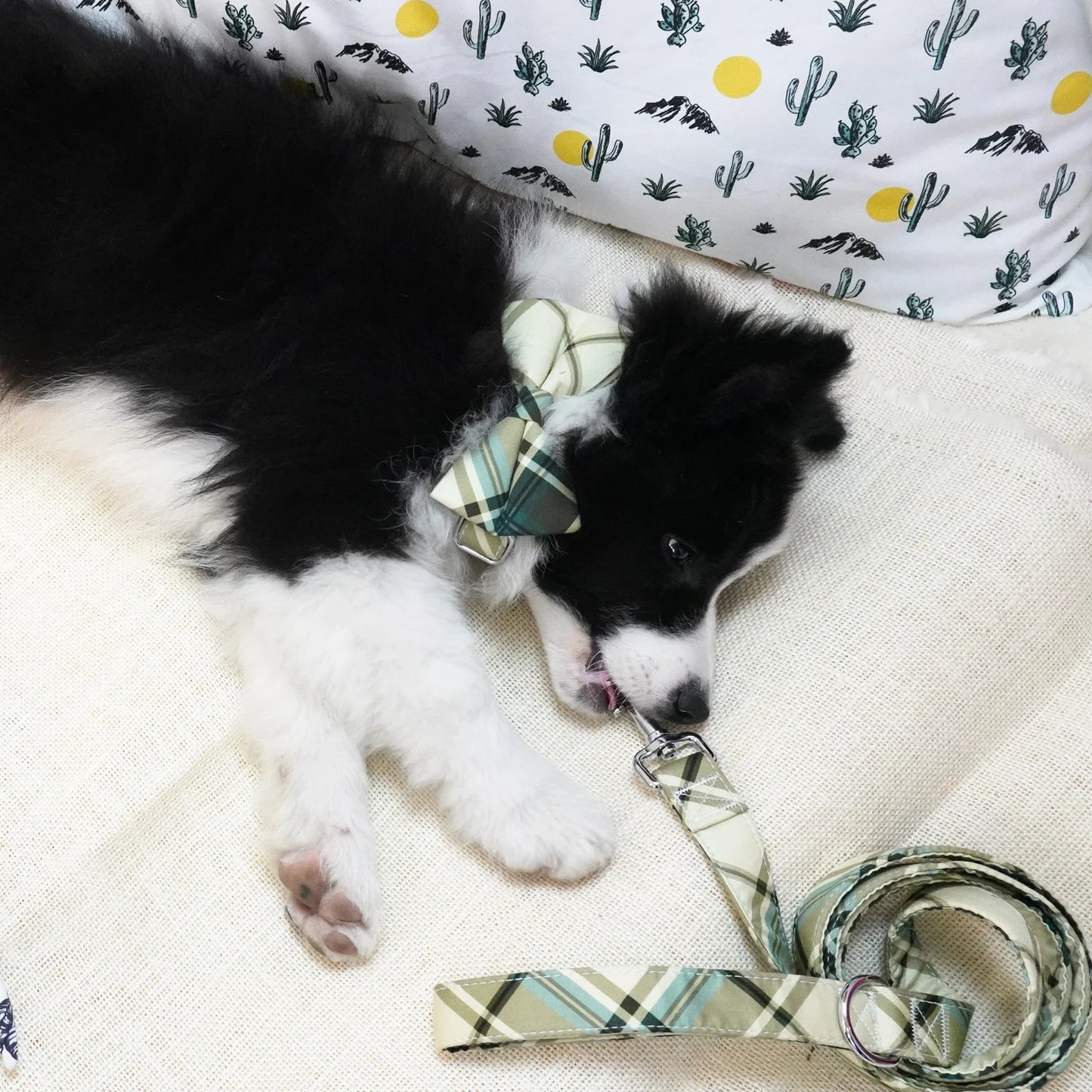 Green And Cream Plaid Harness Set