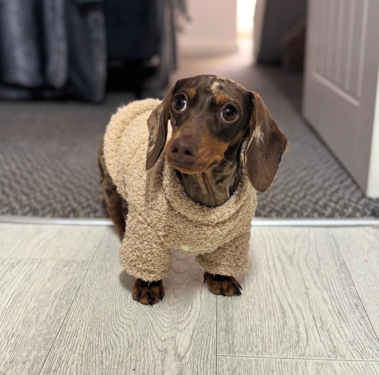 HELLO BABY Winter Dog Sweater