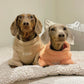 HELLO BABY Winter Dog Sweater