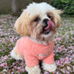 HELLO BABY Winter Dog Sweater