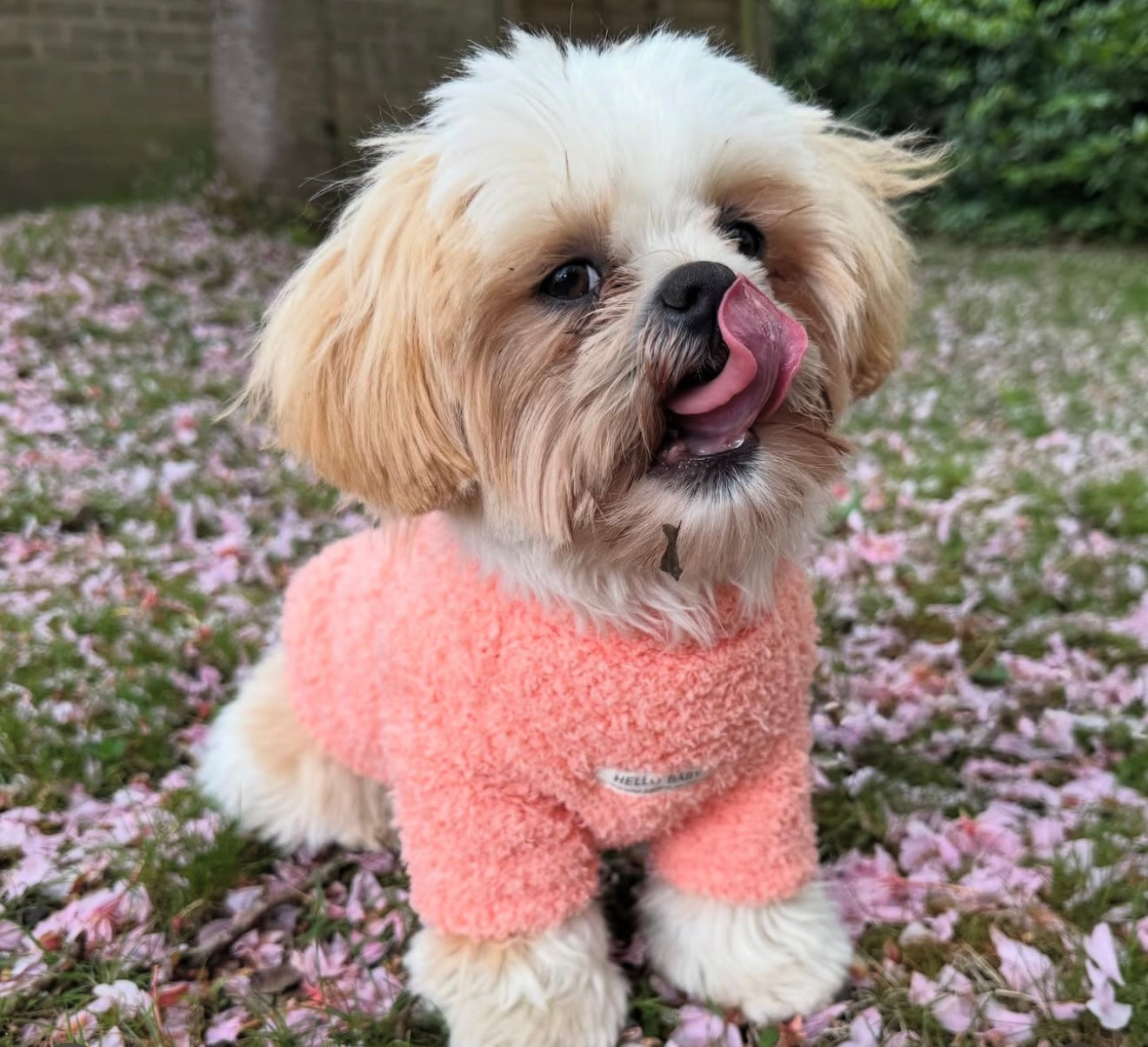 HELLO BABY Winter Dog Sweater