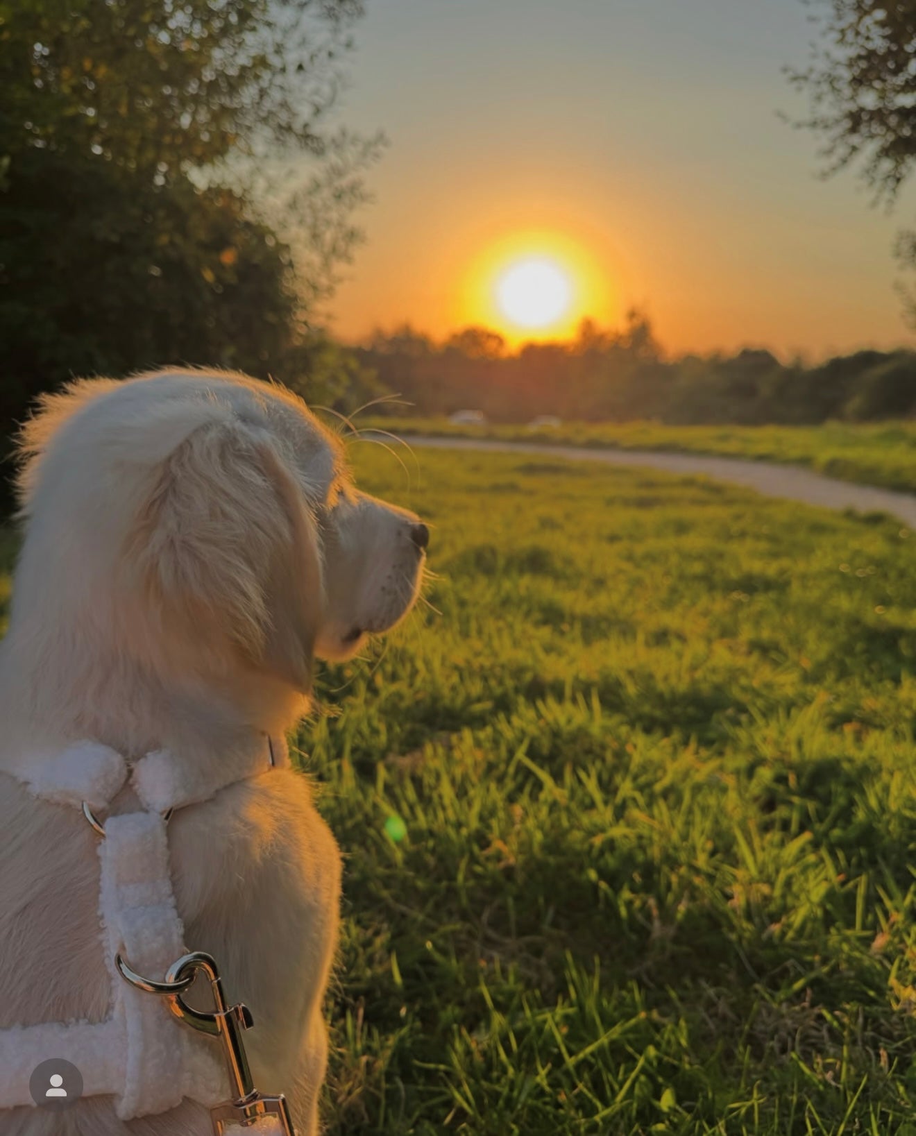 Cream Cashmere Dog Collar Set