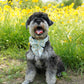 Hundreds And Thousands Ice Cream Dog Collar And Bow
