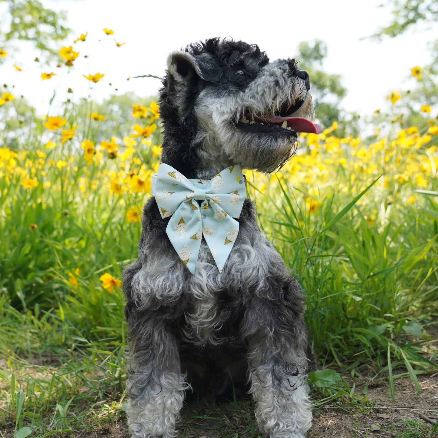 Hundreds And Thousands Ice Cream Dog Collar And Bow